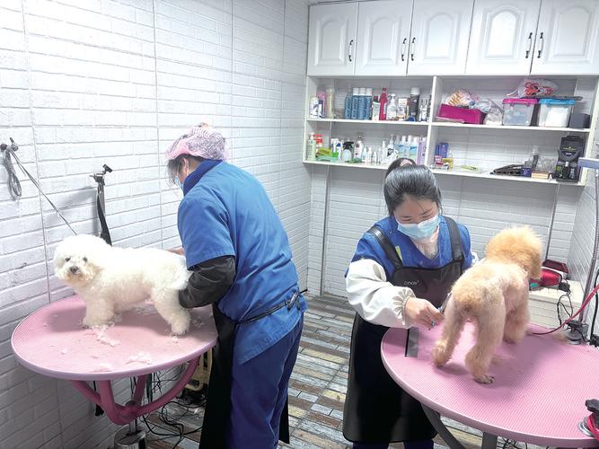 2名宠物美容师正在为小狗修剪毛发.一只白色的英国短毛猫正在洗澡