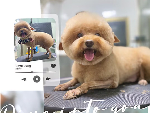 宠物美容图片