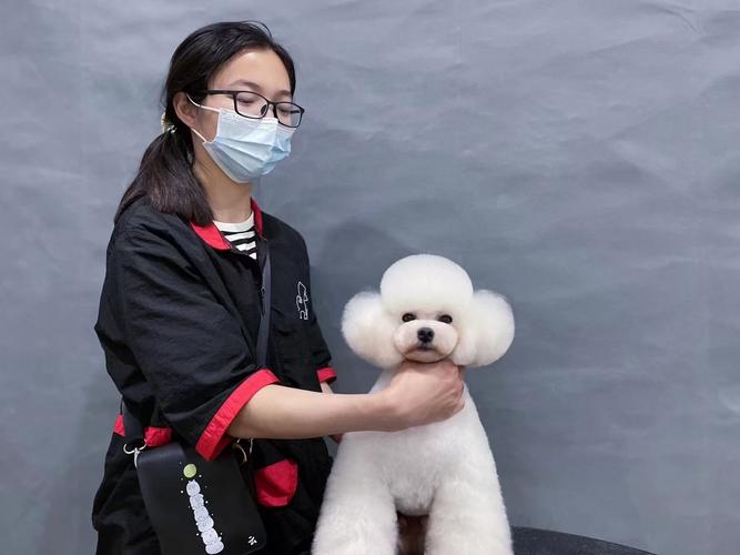 绵阳宠物美容a级研修进阶培训班
