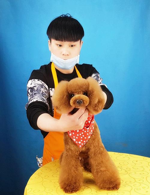 宠物美容培训内容包括哪些