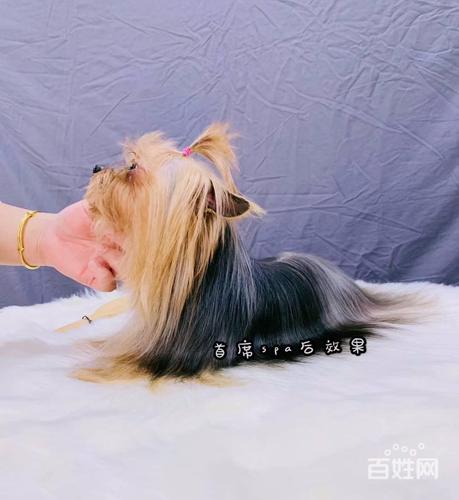 长沙宠物美容师学费多少,推荐派多格技术好