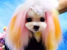 兰州宠物狗美容