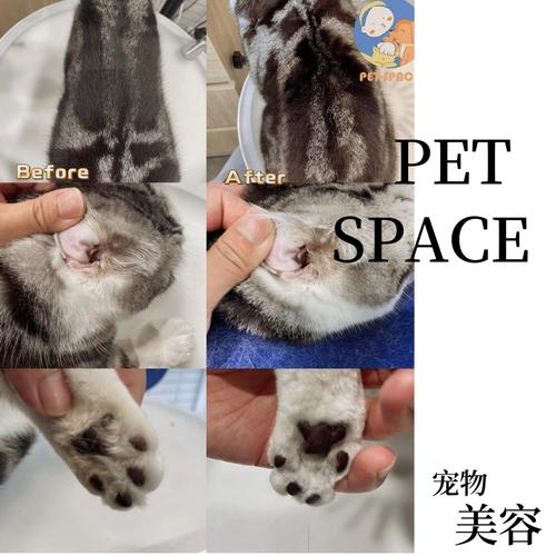 油腻大叔蜕变&middot;小正太香香之pet space宠物美容之旅
